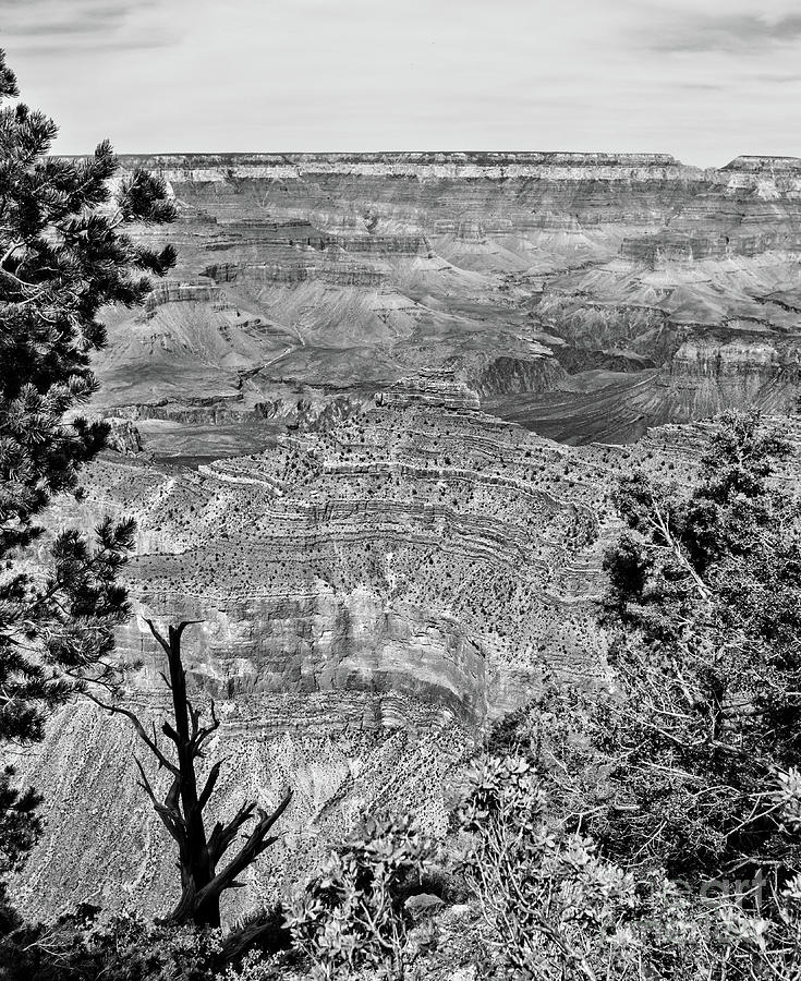 Grand Canyon In B-W Photograph by Steven Parker