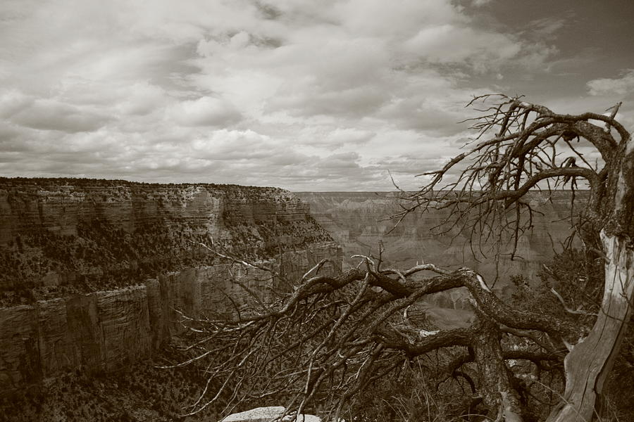 Grand Canyon in Black and White Photograph by Christopher J Kirby
