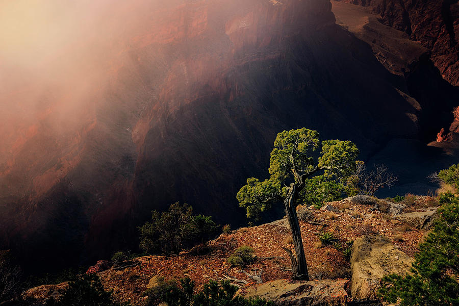 Grand Canyon Juniper Photograph by John Hight