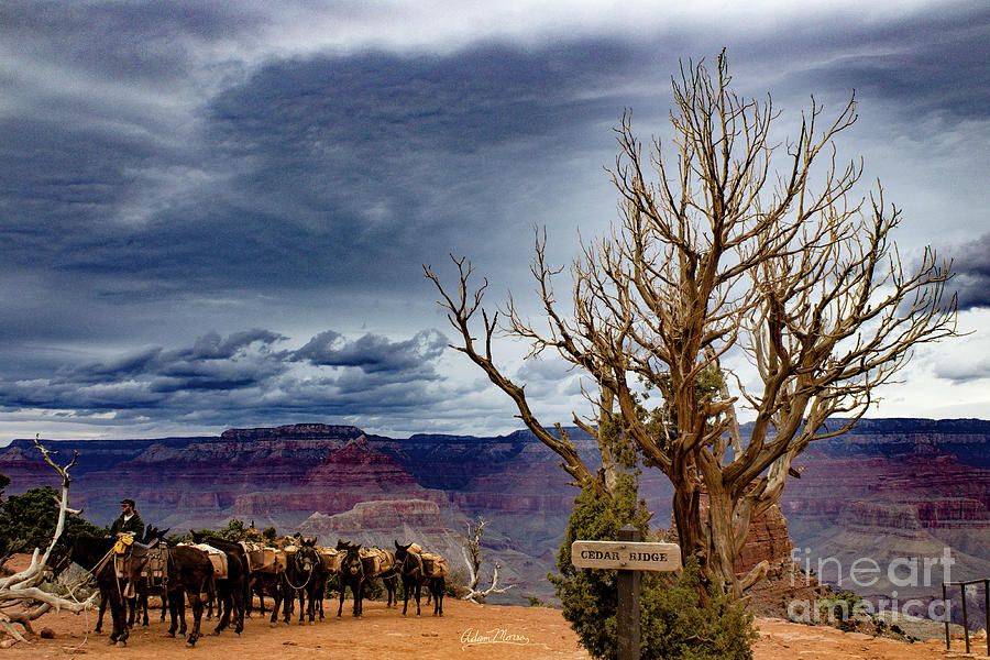 Grand Canyon Mule Train Photograph by Adam Morsa