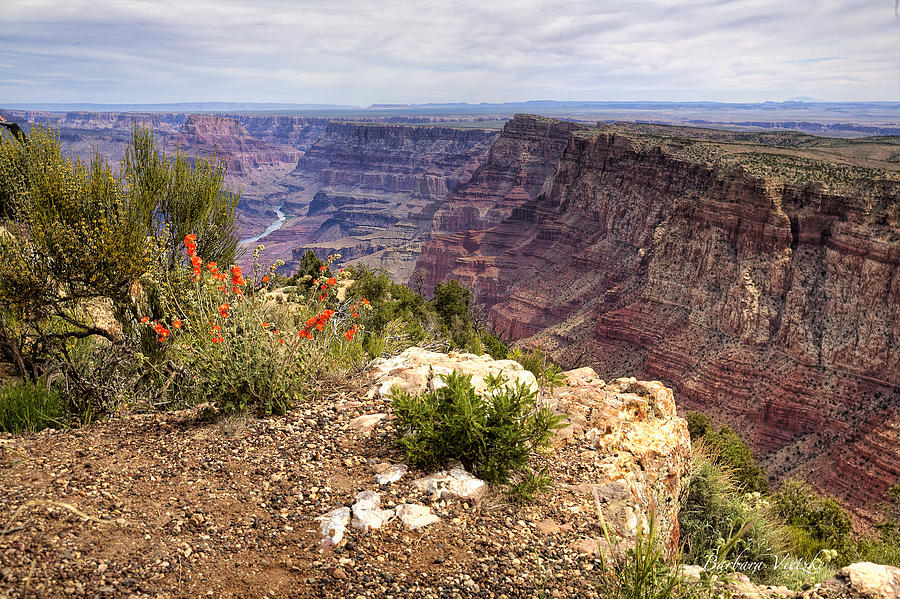 Grand Canyon National Park Photograph - Grand Canyon National Park by Barbara Vietzke