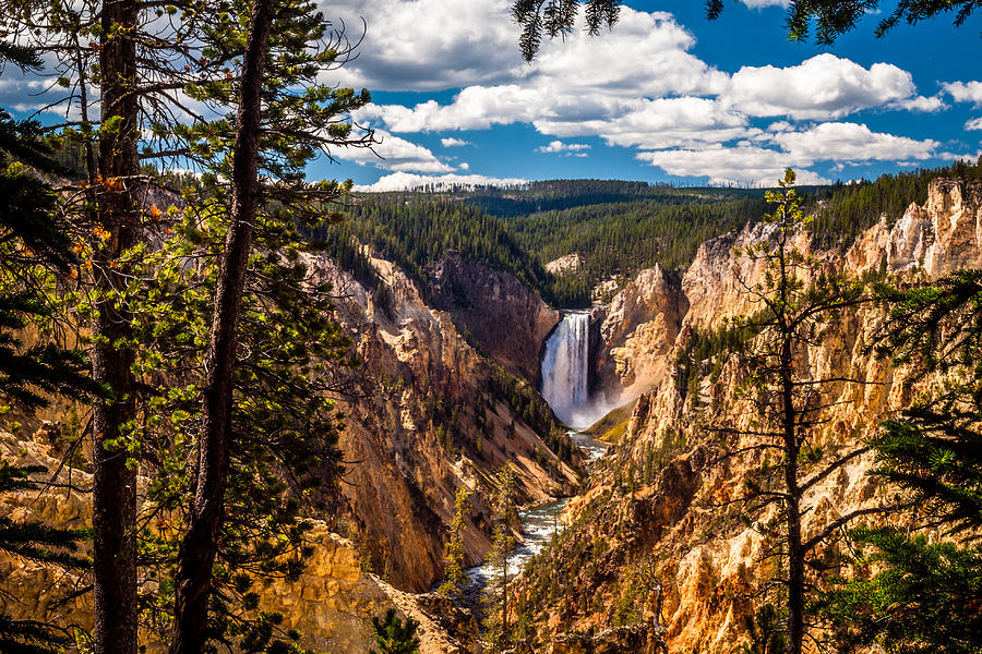 Grand Canyon of Yellowstone Photograph by Scott Law