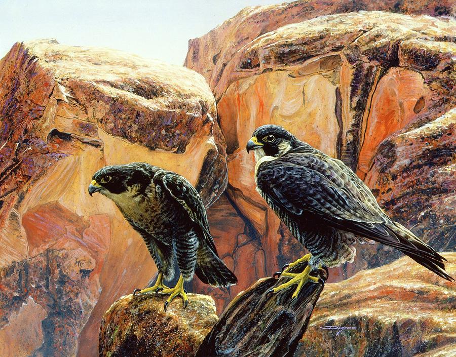 Grand Canyon Peregrine Falcons Painting by Brian Durfee - Fine Art America