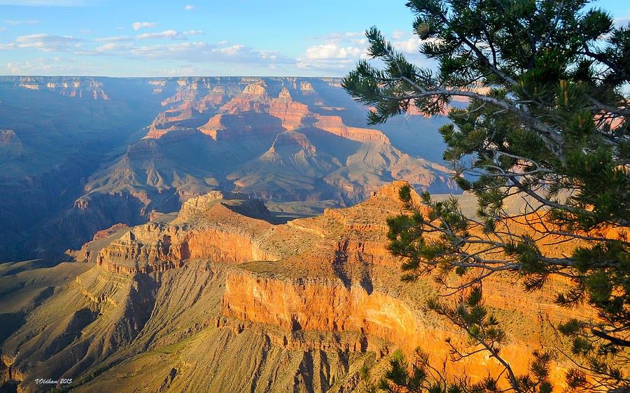 Grand Canyon South Rim - Pine at Right by Victoria Oldham Grand Canyon South Rim - Pine at Right by Victoria Oldham