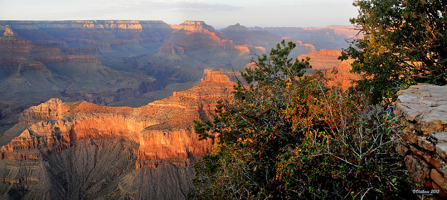 Grand Canyon South Rim - Red Berry Bush Along Path Photograph by ...