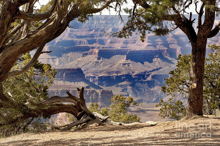 Grand Canyon through the trees Photograph by Jane Rix
