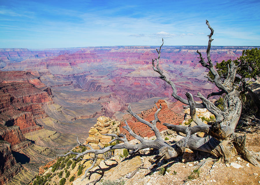 Grand Canyon Tree Photograph by Joe Kopp
