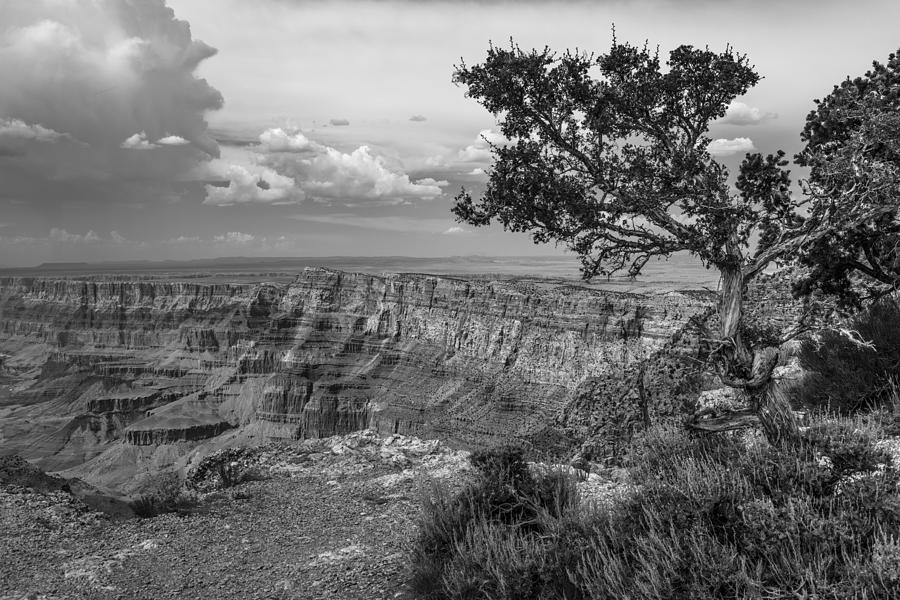 Grand Canyon Tree Photograph by John McGraw