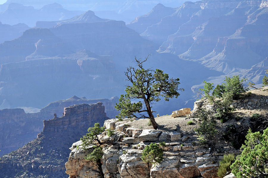 Grand Canyon National Park Photograph - Grand Canyon tree by Ingrid Perlstrom