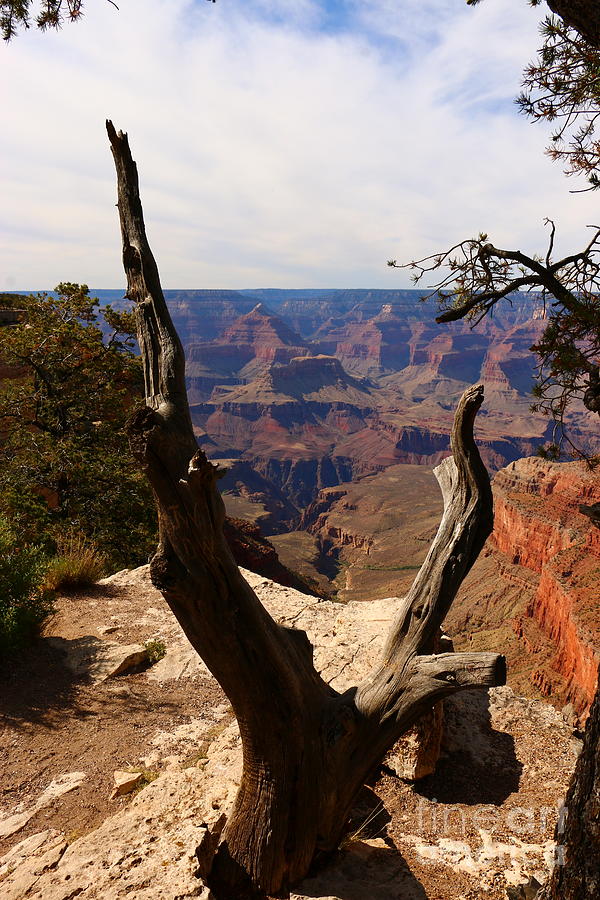 Grand Canyon View Through Dead Tree  Photograph by Christiane Schulze Art And Photography