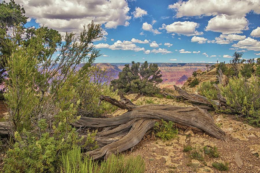 Grand Canyon Vista 10 Photograph by Marisa Geraghty Photography