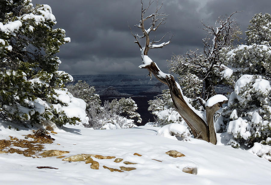Grand Canyon Winter Photograph by Laurel Powell