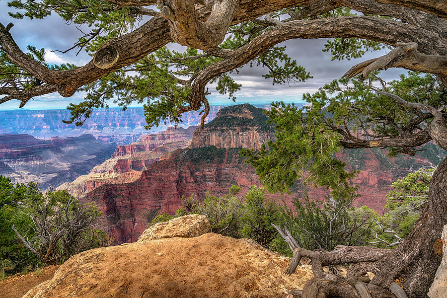 Grand Canyon with Pine Tree 7R2_DSC1706_0813201 Photograph by Greg Kluempers