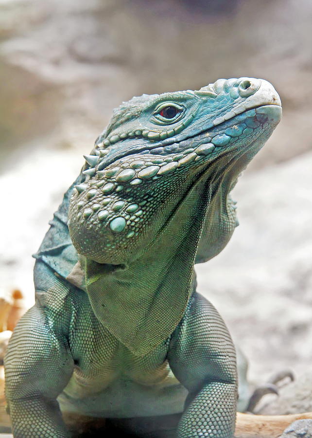Animal Photograph - Grand Cayman Blue Iguana by Daniel Caracappa
