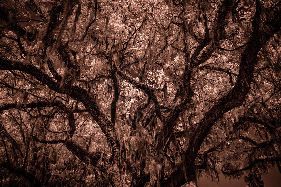 Grand Daddy Oak Tree In Infrared Photograph