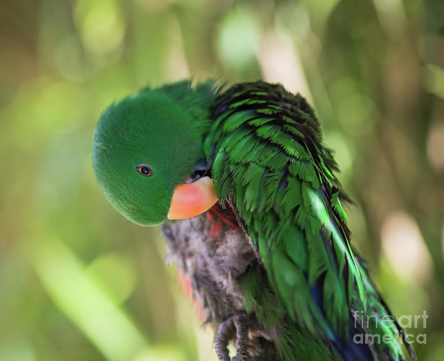 Grand Eclectus Photograph by Eva Lechner