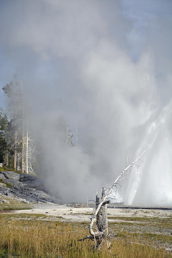 Grand Geyser and Tree Stump Photograph by Bruce Gourley