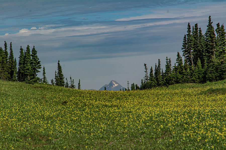 Grand Glacier Lilies Photograph by Janis Connell