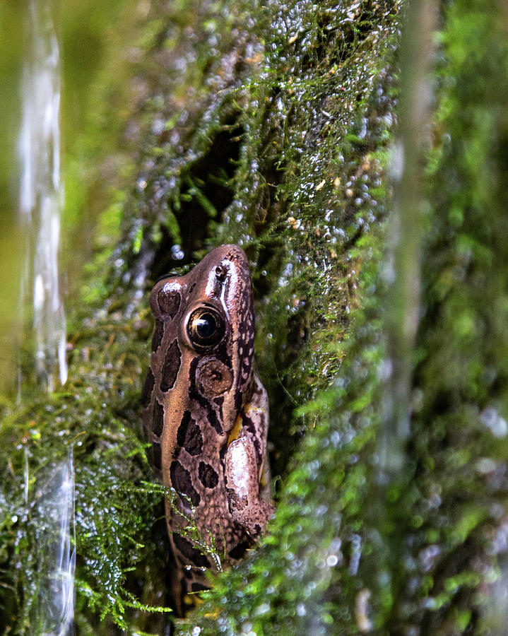 Grand Gulf Frog Photograph by Joe Kopp