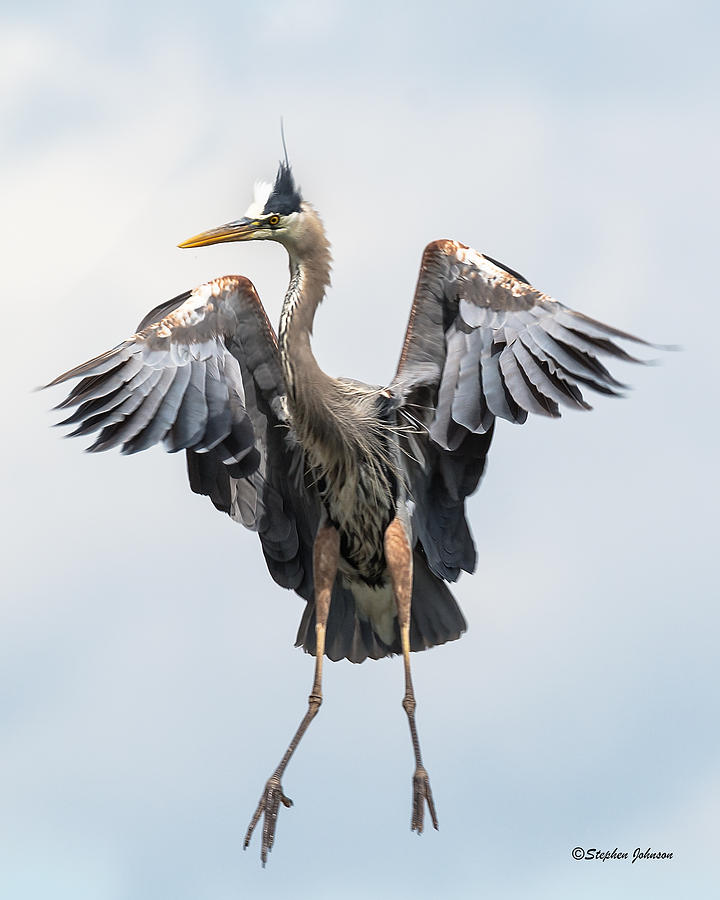 Grand Jete Heron Move Photograph by Stephen Johnson