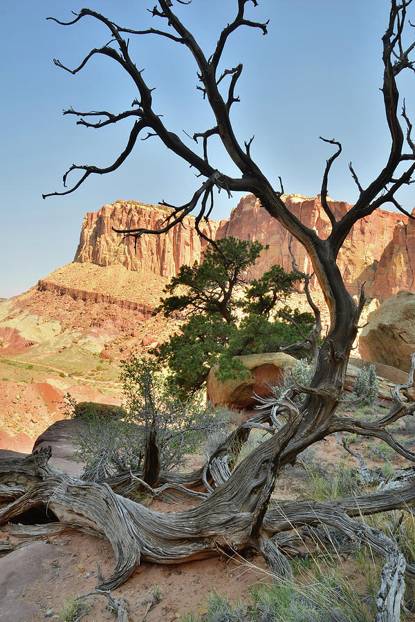 Grand Juniper Photograph by Ray Mathis