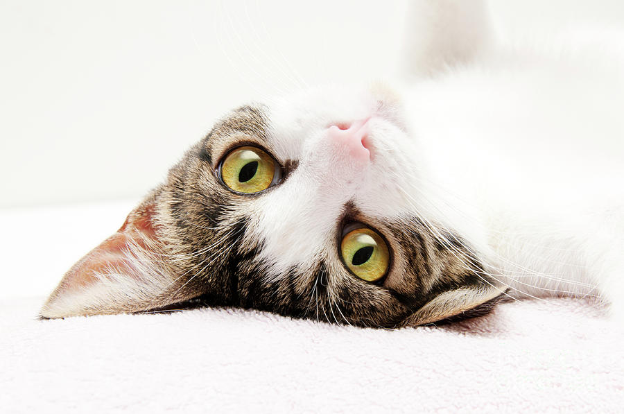 Cat Photograph - Grand Kitty Cuteness by Andee Design