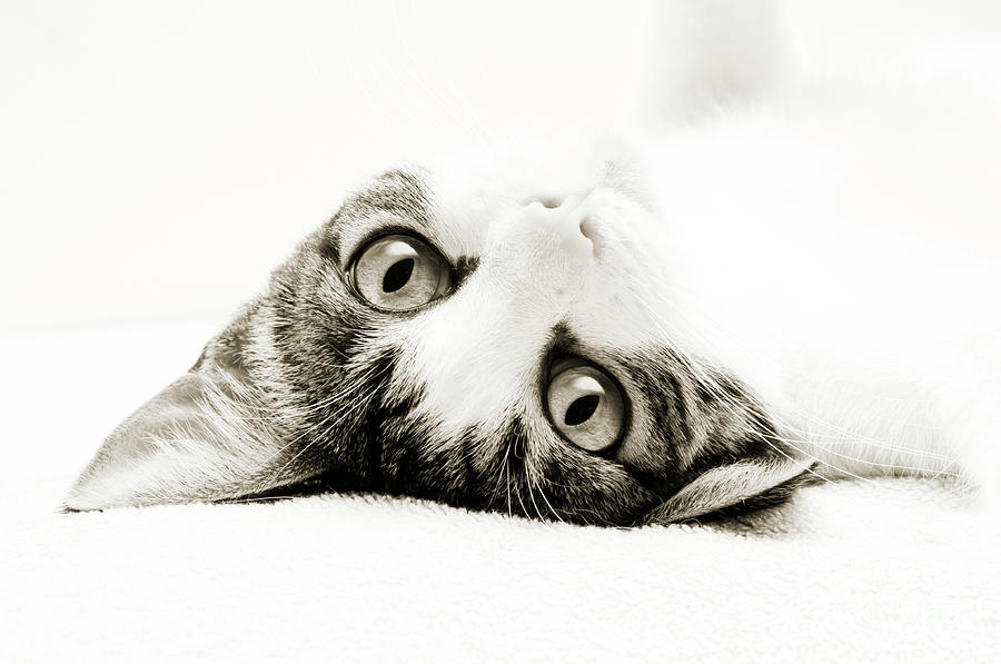 Cat Photograph - Grand Kitty Cuteness BW by Andee Design