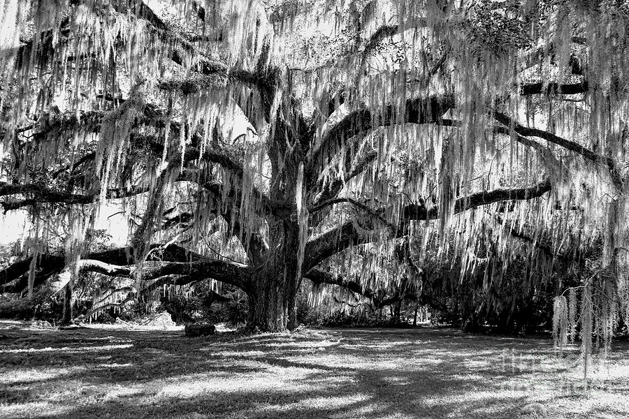Black And White Photograph - Grand Live Oak Black and White by Carol Groenen