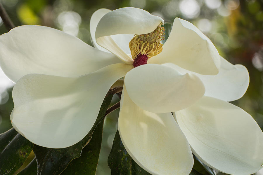 Grand Magnolia by Julie Andel Grand Magnolia by Julie Andel