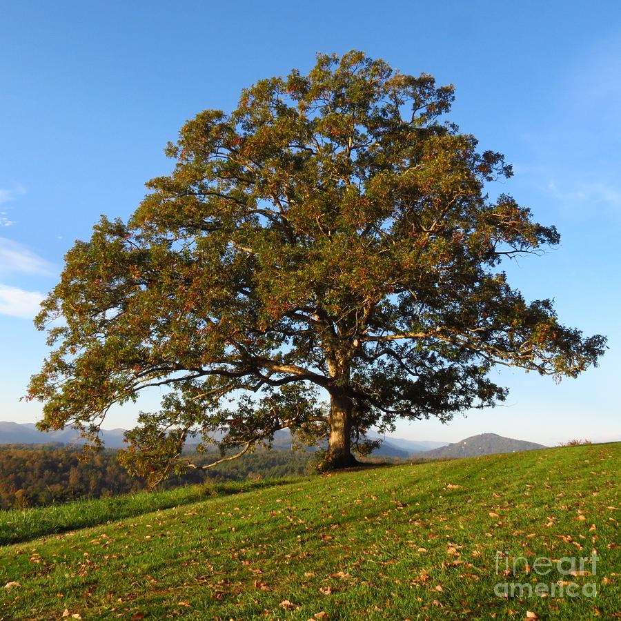Grand Oak Tree Photograph by Anita Adams