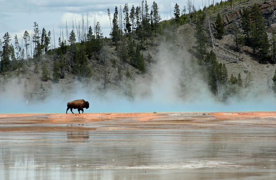 Grand Prismatic Bison Photograph By Connie Jeffcoat - Pixels