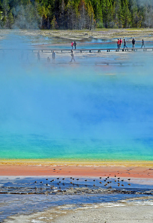 Grand Prismatic Spring for the Birds Photograph by Bruce Gourley