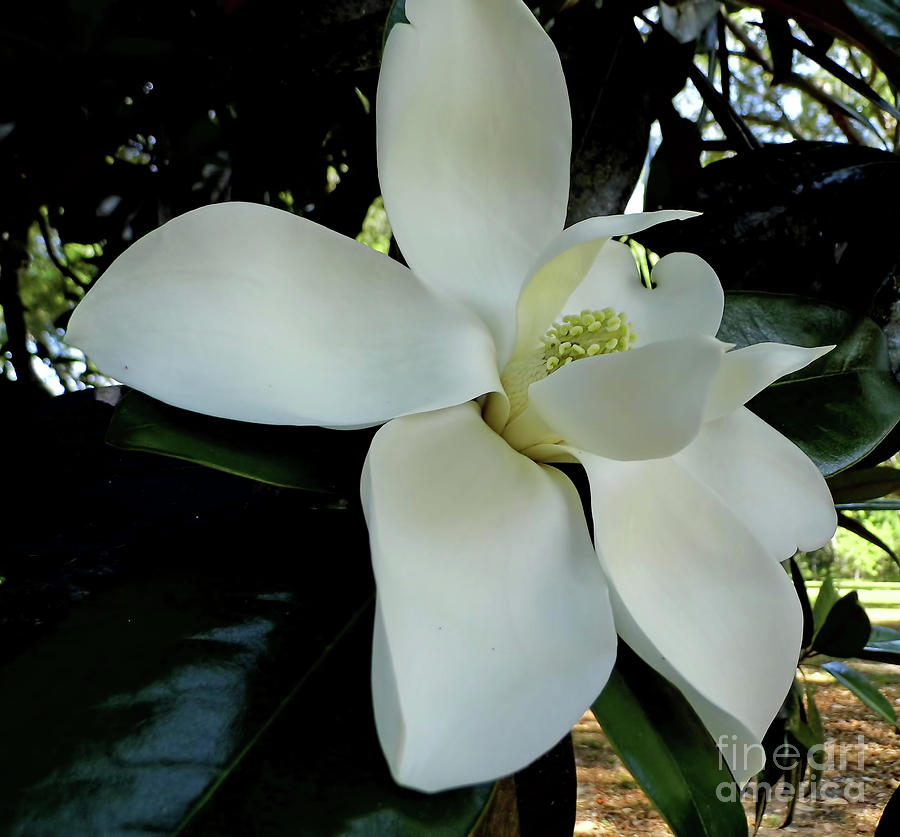 Grand Southern Magnolia Blossom Photograph by D Hackett