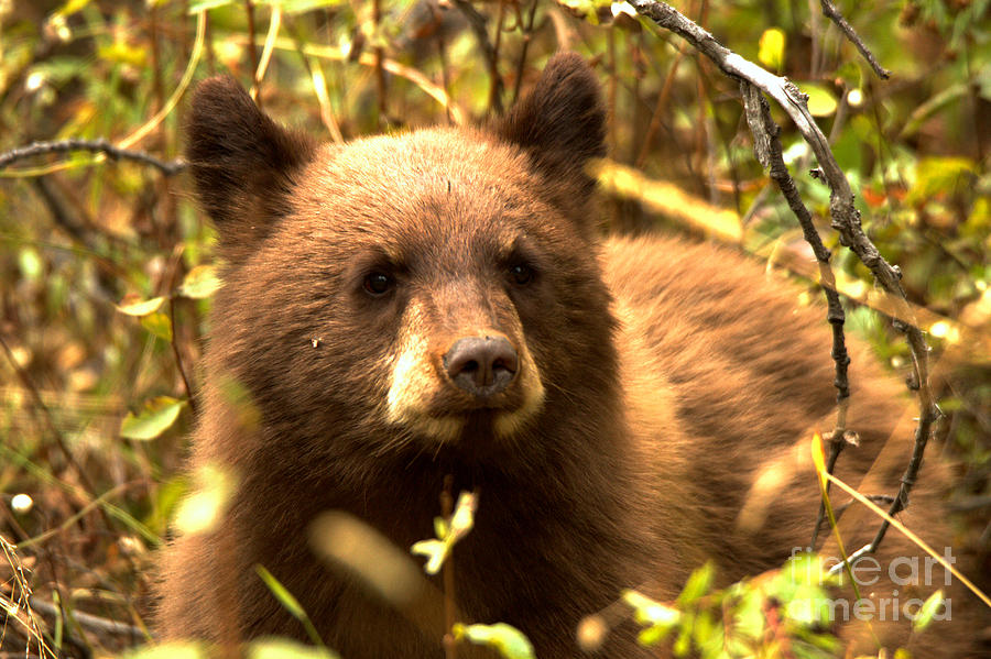 Grand Teton Black Bear Cub Photograph by Adam Jewell