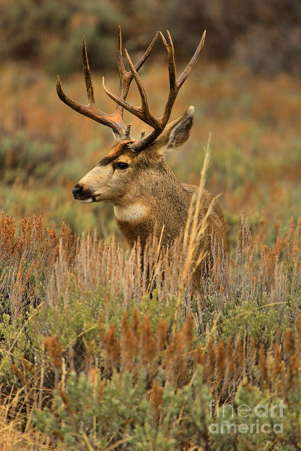 Grand Teton Buck Photograph by Adam Jewell