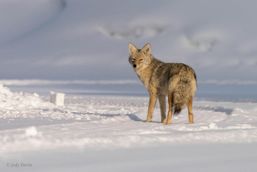 Grand Teton Coyote Photograph by Jody Partin