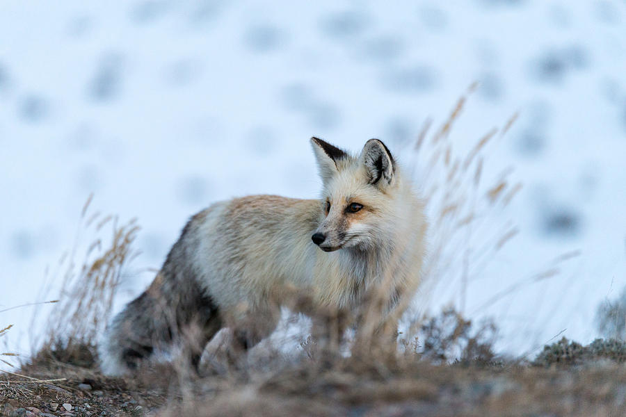 Grand Teton Fox Photograph by Serge Skiba