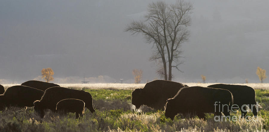 Grand Teton National Park Bison Photograph by Priscilla Burgers