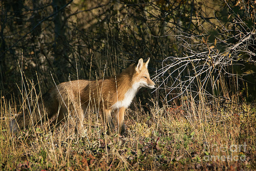 Grand Teton National Park Fox Photograph by Priscilla Burgers
