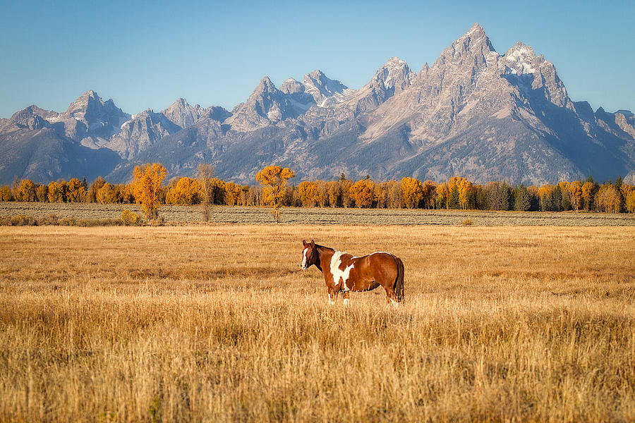 Wild Horses Photograph - Grand Teton National Park - Paint Brush by Jason Penland Wild Horses Photograph - Grand Teton National Park - Paint Brush by Jason Penland