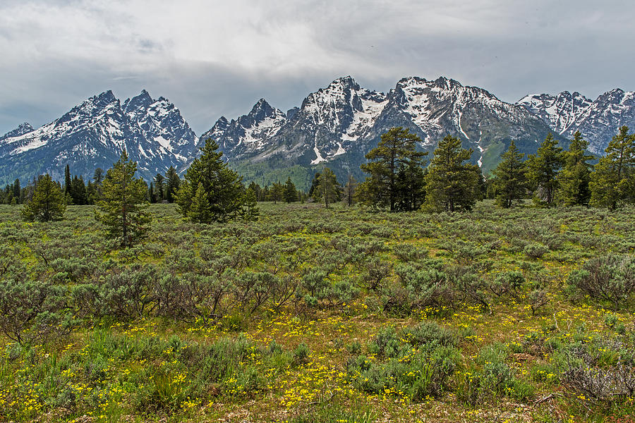 Grand Teton National Park Wyoming Photograph by Willie Harper