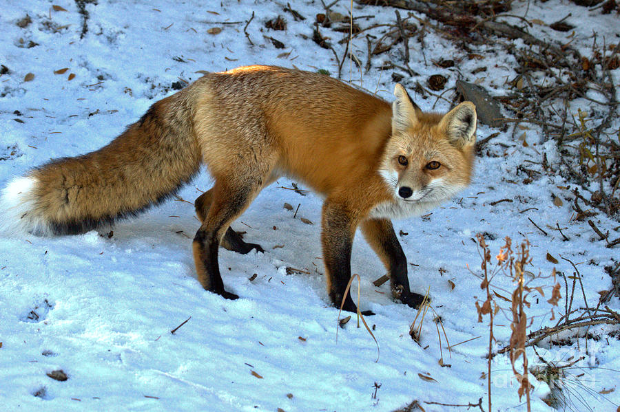 Grand Teton Snow Fox Photograph by Adam Jewell