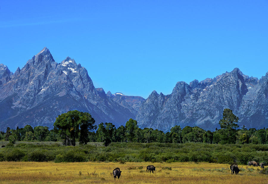 Grand Tetons and Bison Photograph by Marilyn Burton