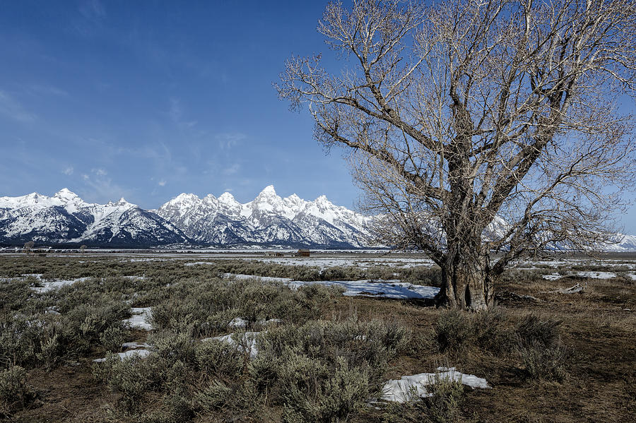 Grand Tetons from Gros Ventre Photograph by Belinda Greb