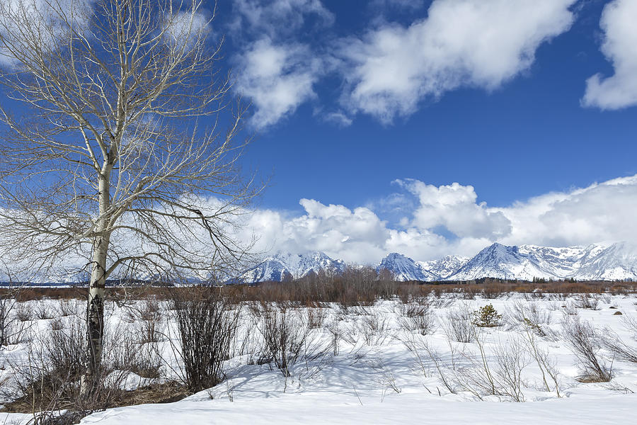 Grand Tetons from Willow Flats with a Tree Photograph by Belinda Greb