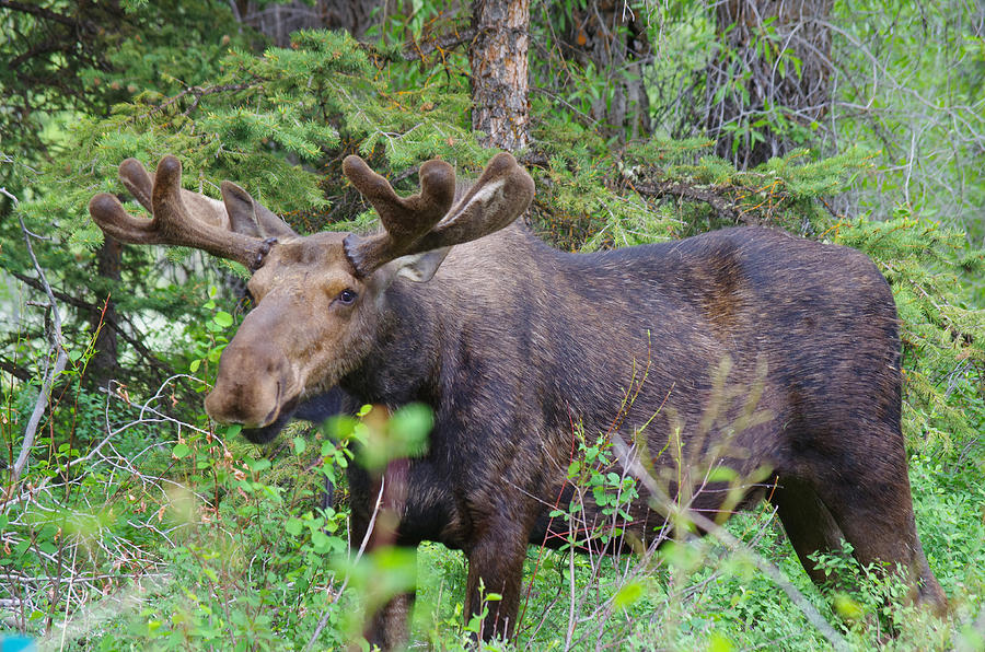 Grand Tetons Moose Encounter Photograph by Ron Swonger