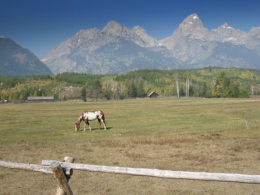 Grand Tetons with horse Photograph by Toni and Rene Maggio