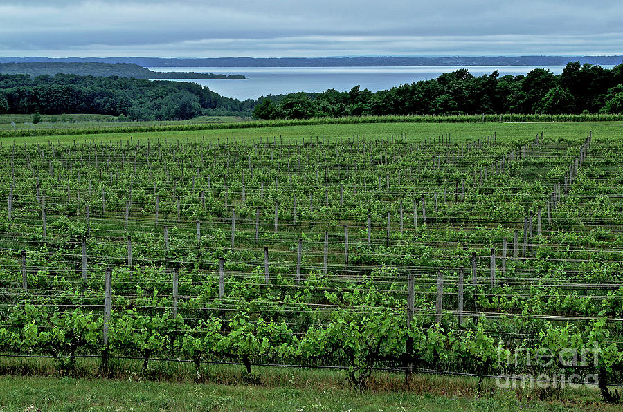 Grand Traverses Grape Vines Photograph by Randy Pollard