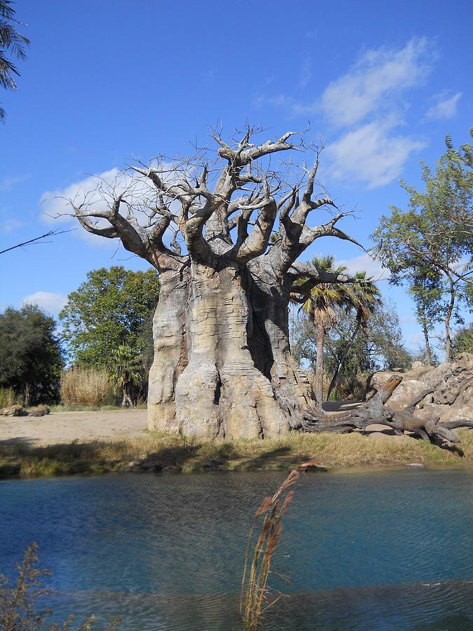 Grand Tree Photograph by Stacey Marshall - Pixels