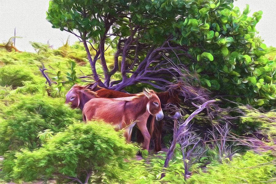 Grand Turk Donkeys In The Shade Photograph by Alice Gipson
